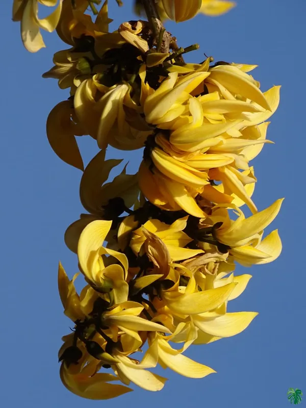 Yellow_Palash_Flower_Plant_(Hybrid_&_Grafting_)_Pack_Of-1
