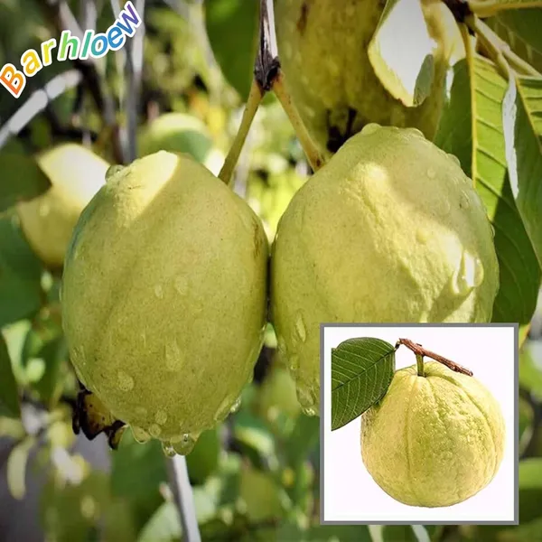 Hybrid_Punjabi_Guava_Fruit_Plant_(Pack_Of-1_)