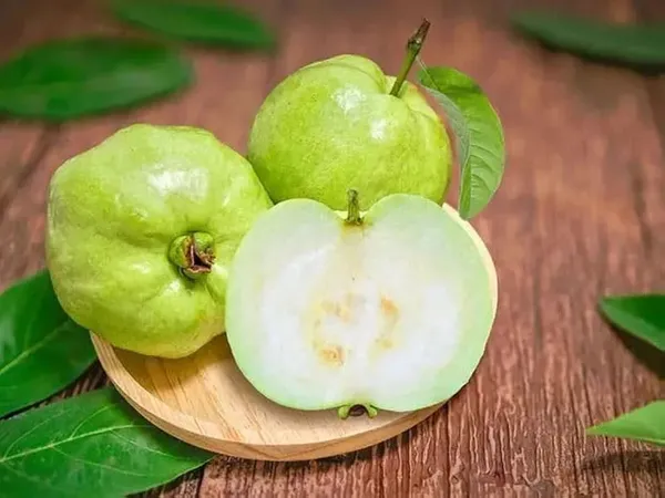 Hybrid_Punjabi_Guava_Fruit_Plant_(Pack_Of-1_)