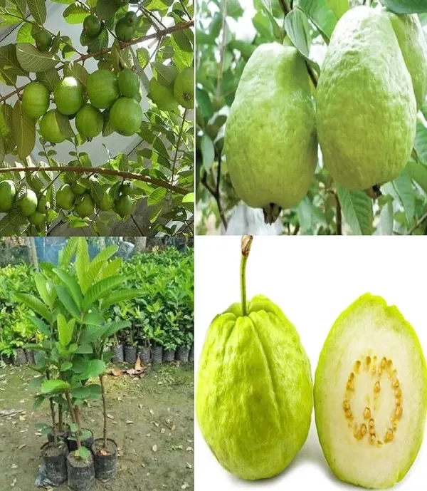 Hybrid_Punjabi_Guava_Fruit_Plant_(Pack_Of-1_)