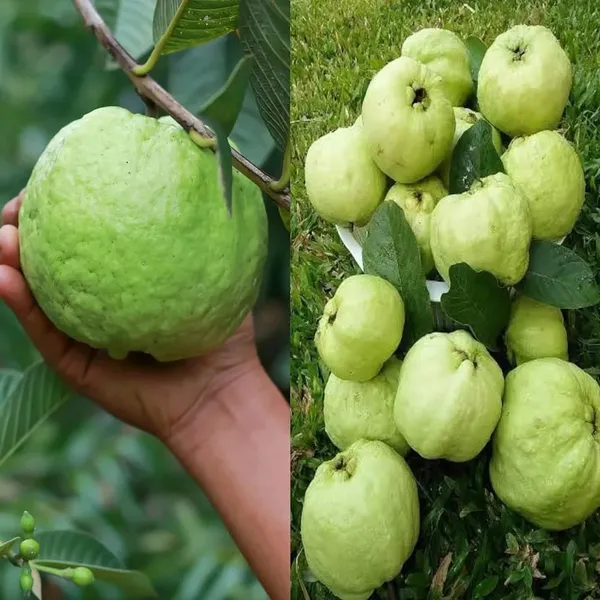 Hybrid_Punjabi_Guava_Fruit_Plant_(Pack_Of-1_)
