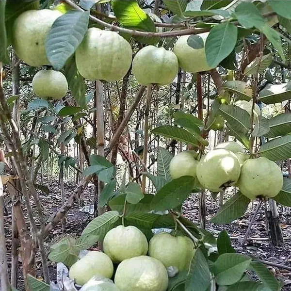 Hybrid_Punjabi_Guava_Fruit_Plant_(Pack_Of-1_)