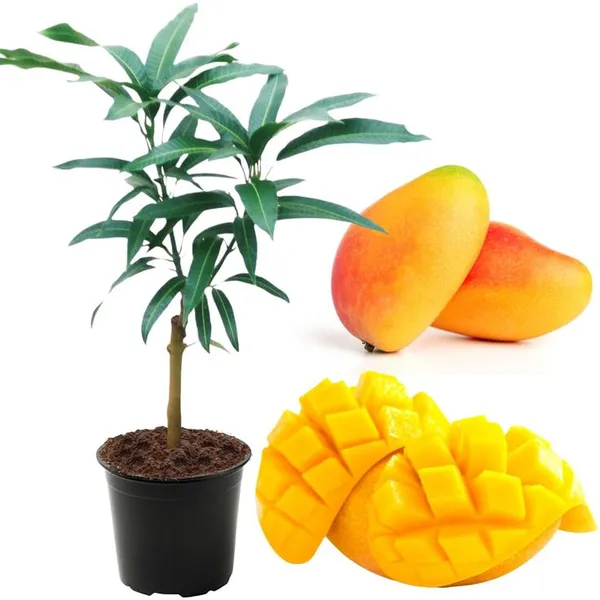 Hybrid_Katimon_Mango_Grafting_Plant_🥭🥭🥭_(Pack_Of_-1)