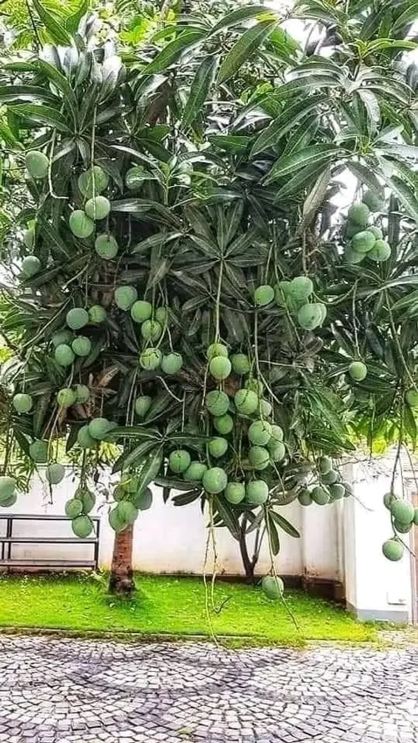 Hybrid_Katimon_Mango_Grafting_Plant_🥭🥭🥭_(Pack_Of_-1)