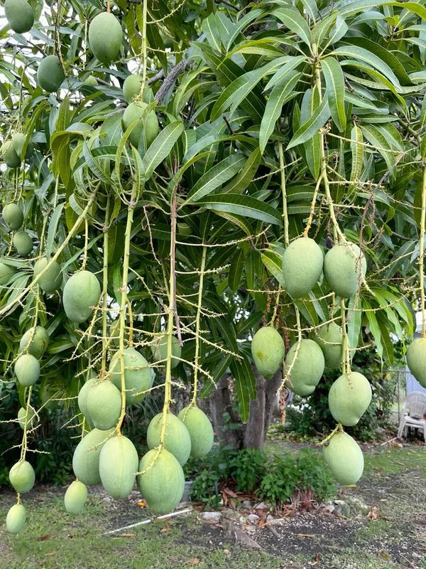 Hybrid_Katimon_Mango_Grafting_Plant_🥭🥭🥭_(Pack_Of_-1)