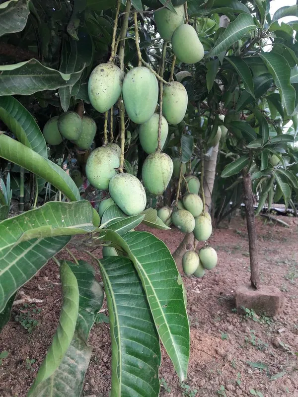Hybrid_Katimon_Mango_Grafting_Plant_🥭🥭🥭_(Pack_Of_-1)