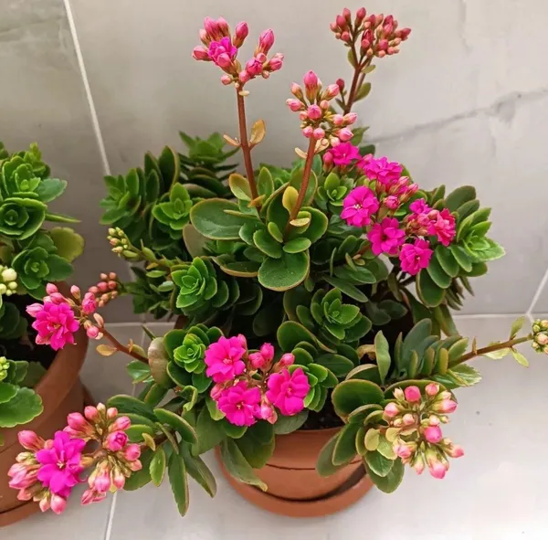 Kalanchoe_Pink_Flower_Plant_(Pack_Of-1_)