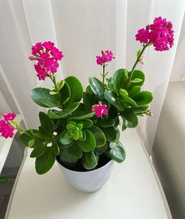 Kalanchoe_Pink_Flower_Plant_(Pack_Of-1_)