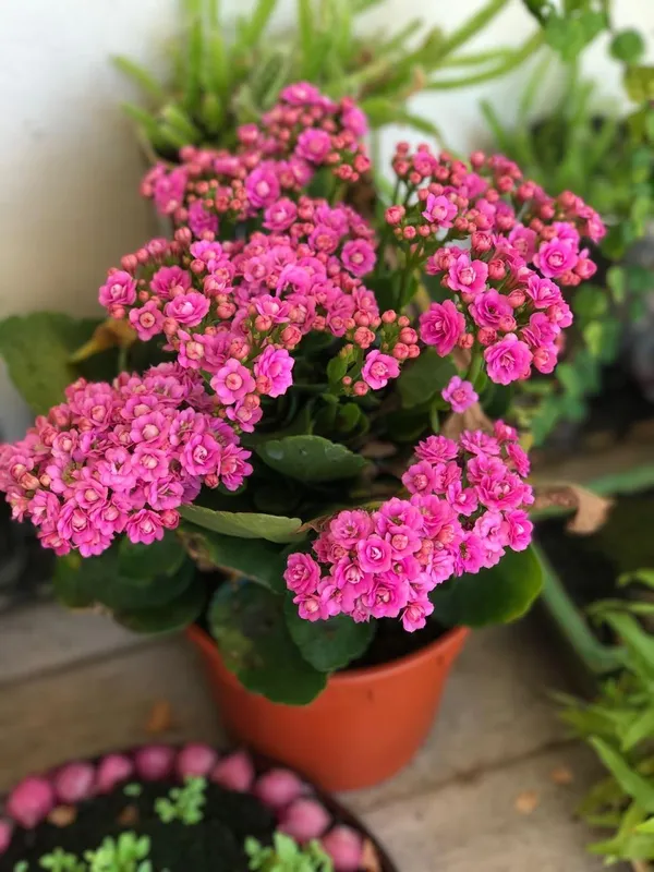 Kalanchoe_Pink_Flower_Plant_(Pack_Of-1_)