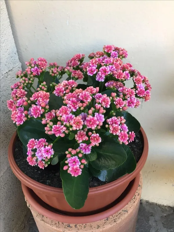 Kalanchoe_Pink_Flower_Plant_(Pack_Of-1_)