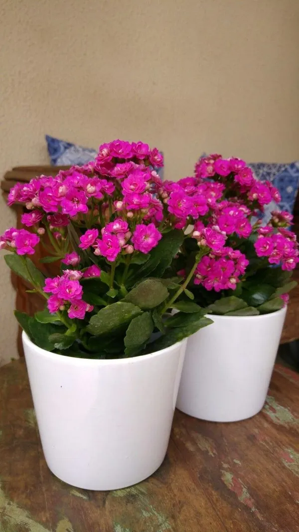 Kalanchoe_Pink_Flower_Plant_(Pack_Of-1_)