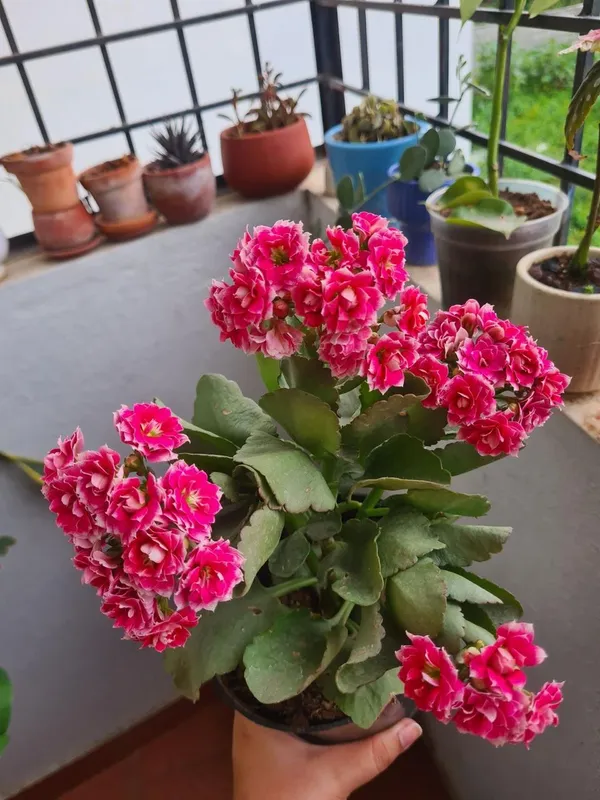 Kalanchoe_Pink_Flower_Plant_(Pack_Of-1_)