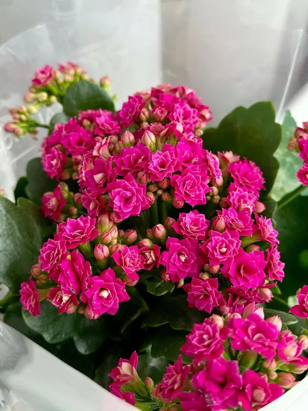 Kalanchoe_Pink_Flower_Plant_(Pack_Of-1_)