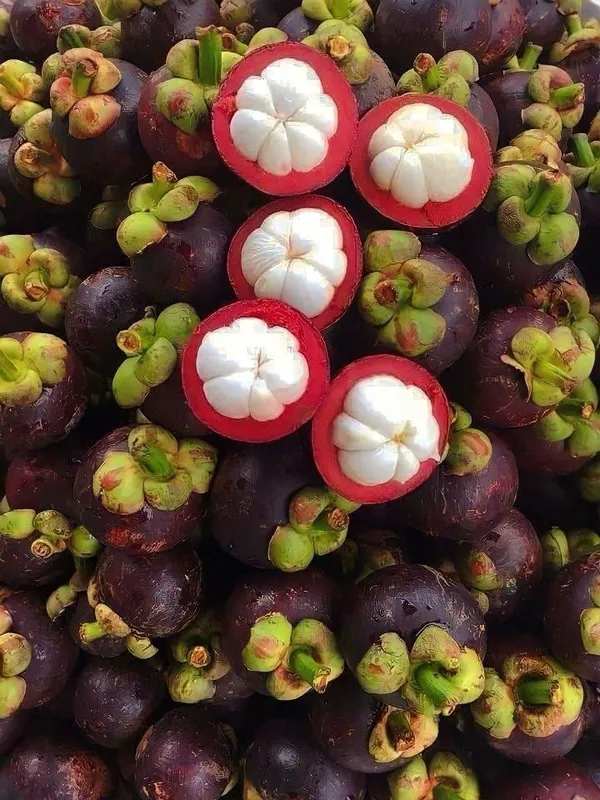Hybrid_Mangosteen_Fruit_Plant_(Pack_Of-1)