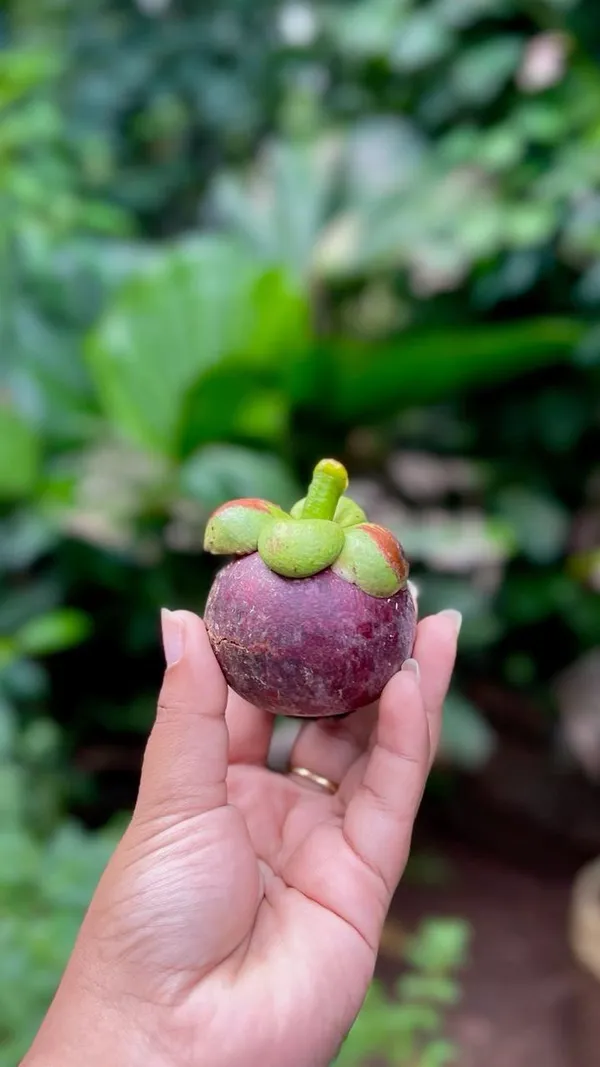 Hybrid_Mangosteen_Fruit_Plant_(Pack_Of-1)