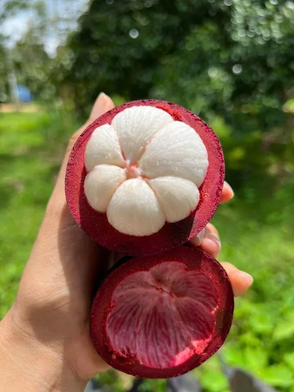Hybrid_Mangosteen_Fruit_Plant_(Pack_Of-1)
