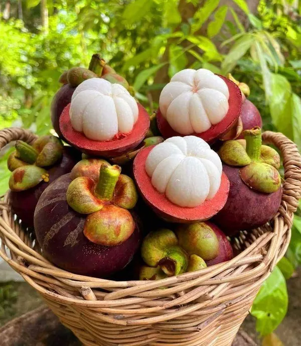 Hybrid_Mangosteen_Fruit_Plant_(Pack_Of-1)