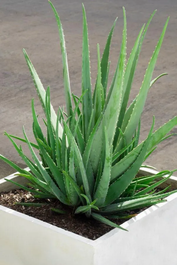 Hybrid_Alovera_Plant_(Pack_Of-1)