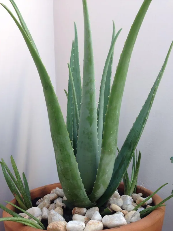 Hybrid_Alovera_Plant_(Pack_Of-1)