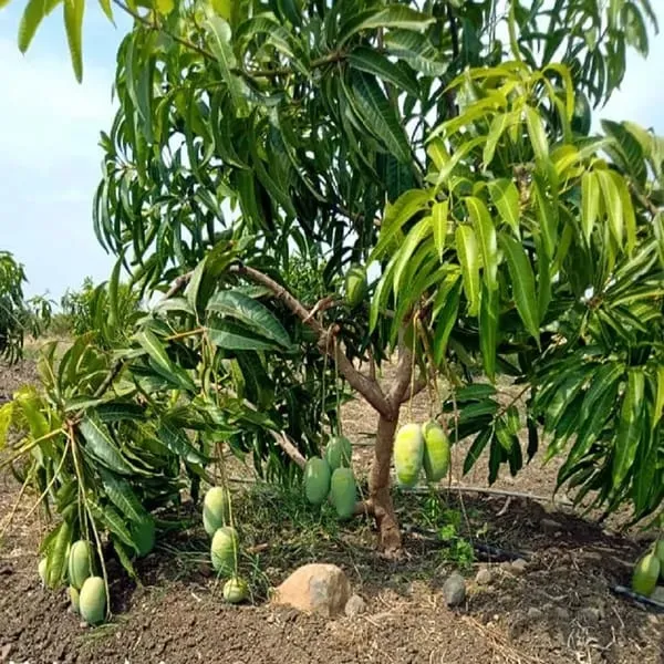 Langra_Mango_🥭🥭🥭_Fruit_Plant_(Hybrid_&_Grafting)_Pack_Of-1