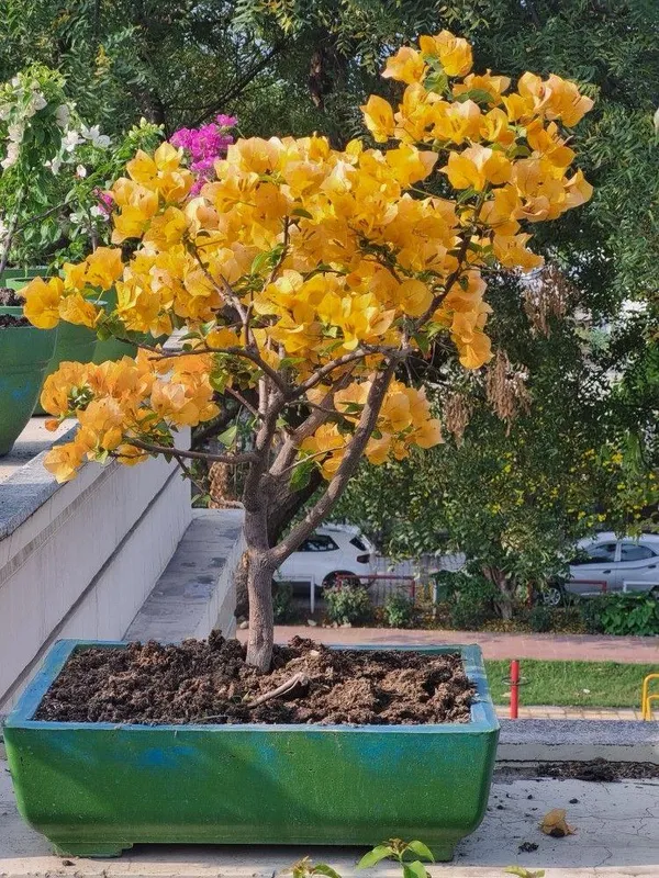 Hybrid_Bougainvillea_Yellow_Flower_Plant_(Pack_Of-1_)