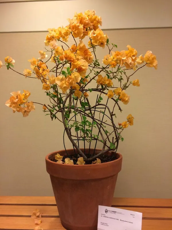 Hybrid_Bougainvillea_Yellow_Flower_Plant_(Pack_Of-1_)