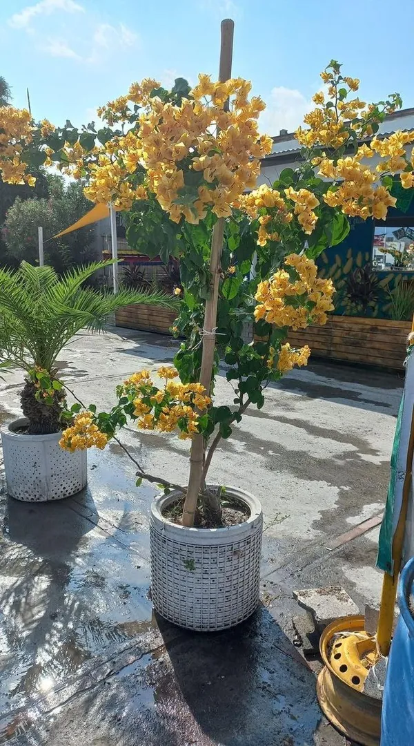 Hybrid_Bougainvillea_Yellow_Flower_Plant_(Pack_Of-1_)