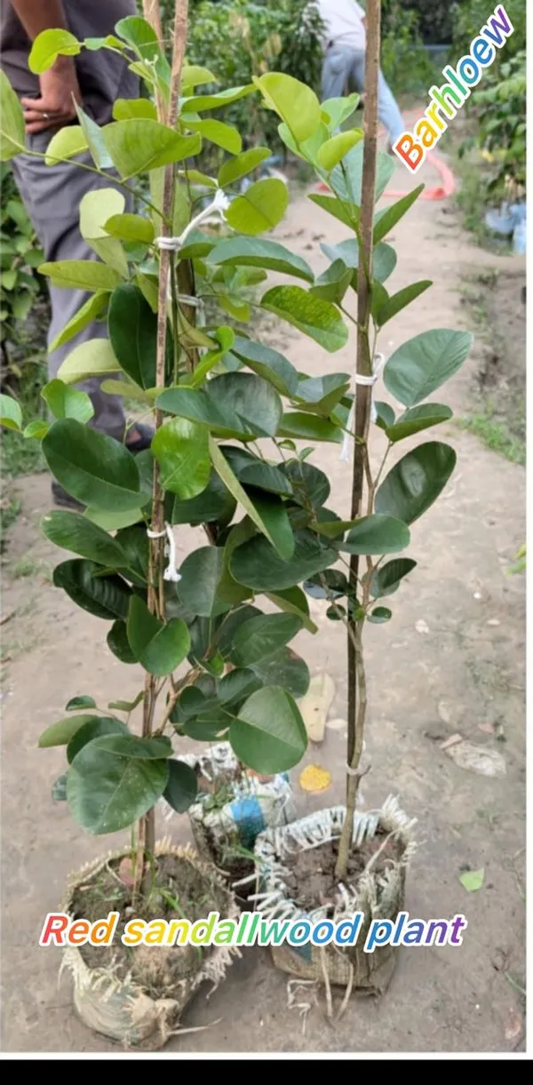 Red_Rare__Sandalwood_Plant_|_Lal_Chandan_Plant_(Pack_Of_1)