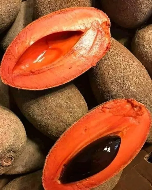 Red_Chiku_Fruit_Plant_(Hybrid_&_Grafting)_Pack_Of-1