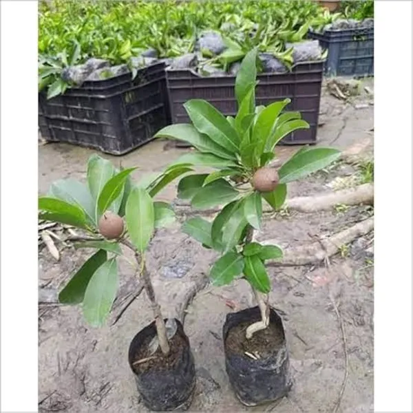 Red_Chiku_Fruit_Plant_(Hybrid_&_Grafting)_Pack_Of-1