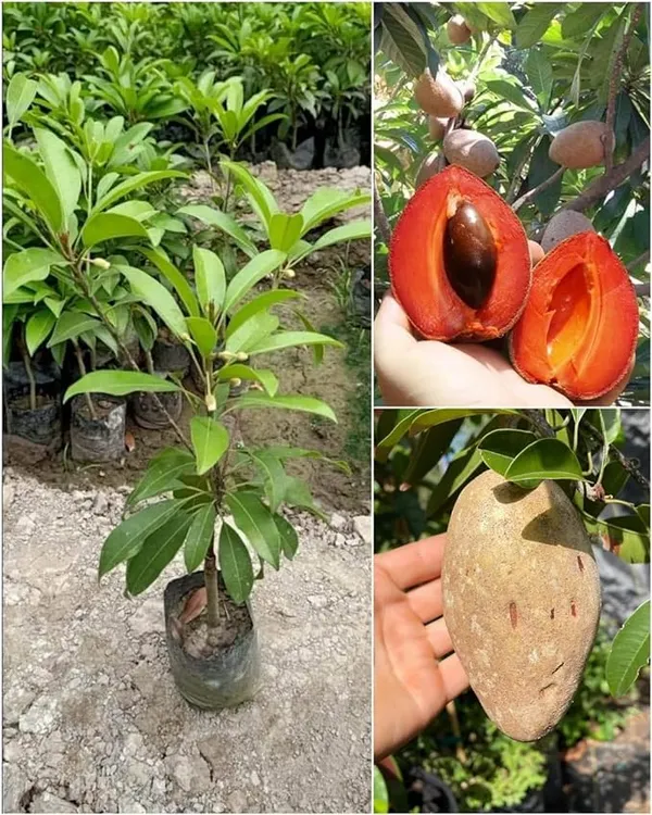 Red_Chiku_Fruit_Plant_(Hybrid_&_Grafting)_Pack_Of-1