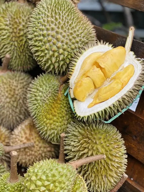Durian_Fruit_Plant_(Hybrid_&_Grafting)_Pack_Of-1
