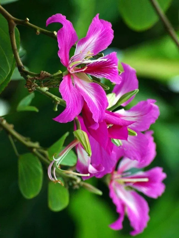 Kanchan_Pink_Flower_Plant_(Pack_Of-1)