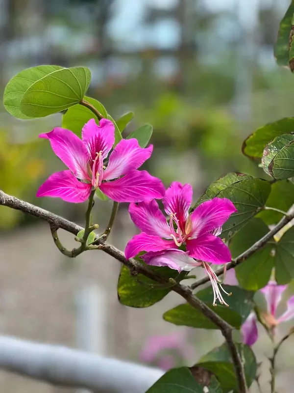 Kanchan_Pink_Flower_Plant_(Pack_Of-1)