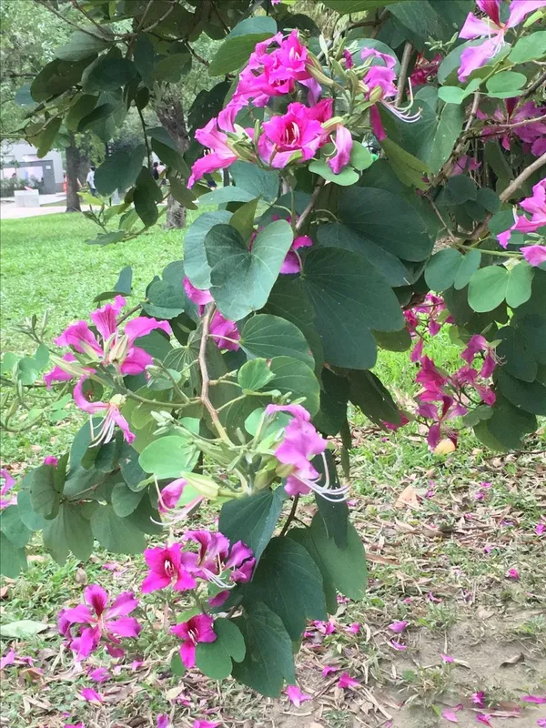 Kanchan_Pink_Flower_Plant_(Pack_Of-1)