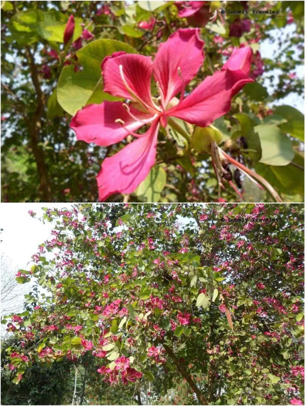 Kanchan_Pink_Flower_Plant_(Pack_Of-1)