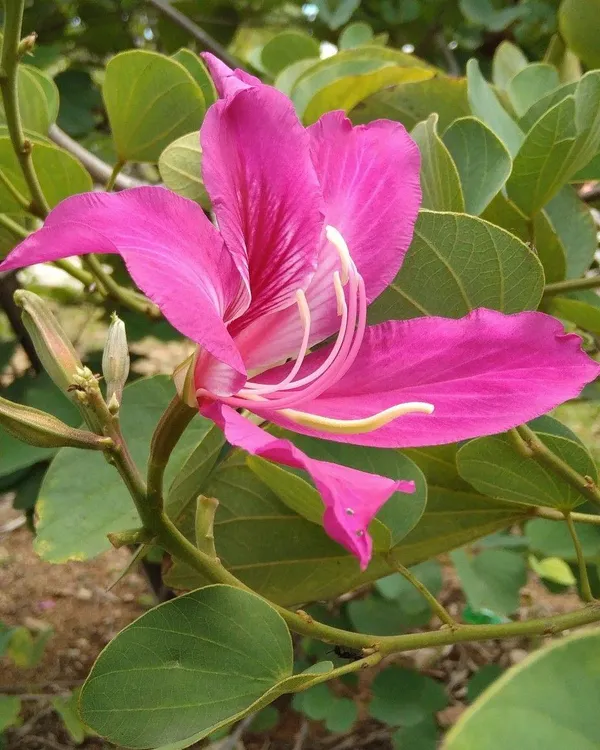 Kanchan_Pink_Flower_Plant_(Pack_Of-1)