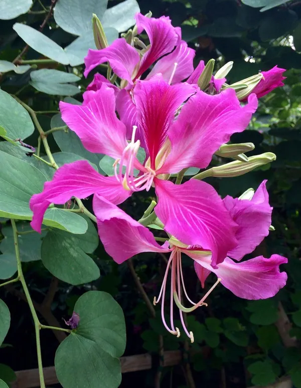 Kanchan_Pink_Flower_Plant_(Pack_Of-1)