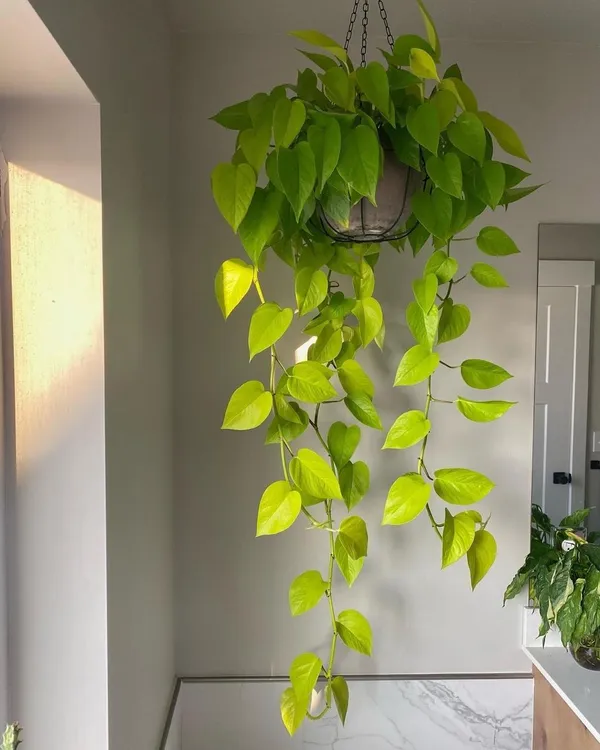 Hybrid_Indoor_Money_Plant_(Pack_Of-1_)