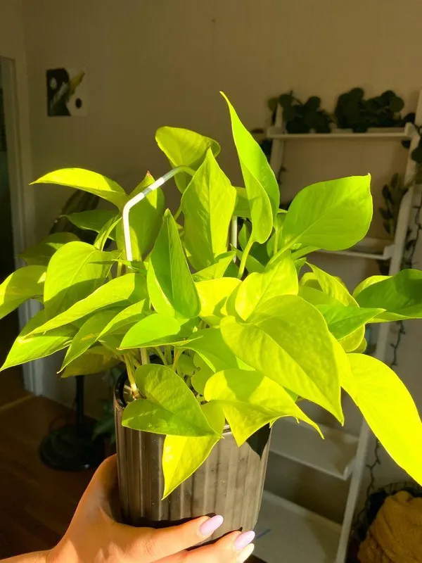 Hybrid_Indoor_Money_Plant_(Pack_Of-1_)