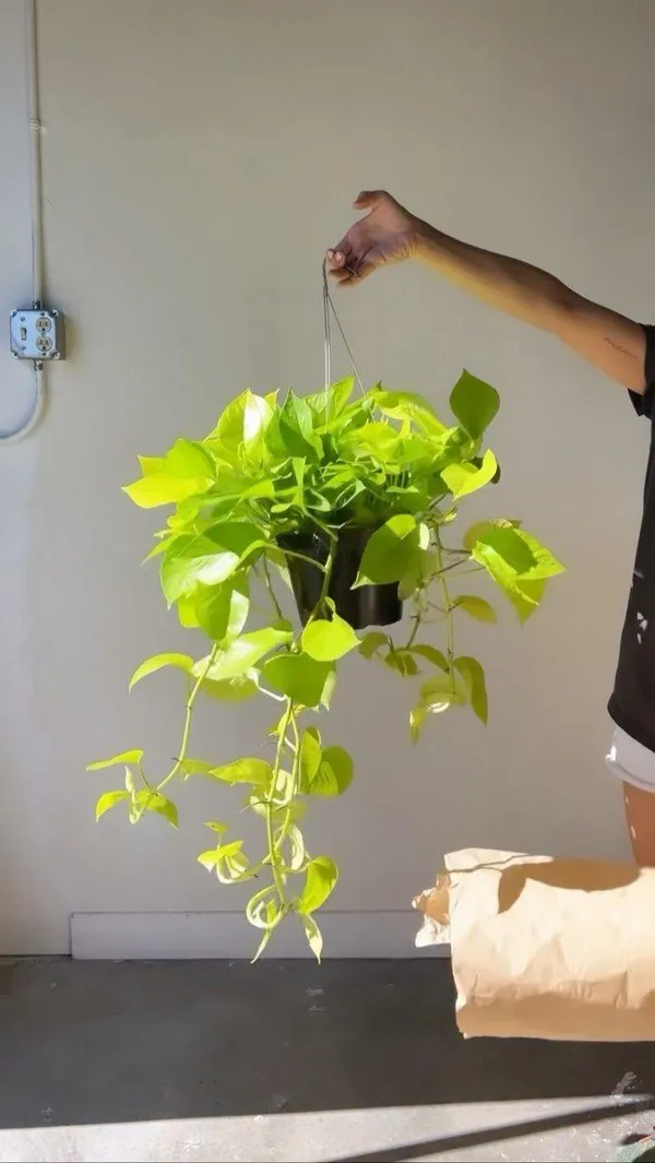 Hybrid_Indoor_Money_Plant_(Pack_Of-1_)