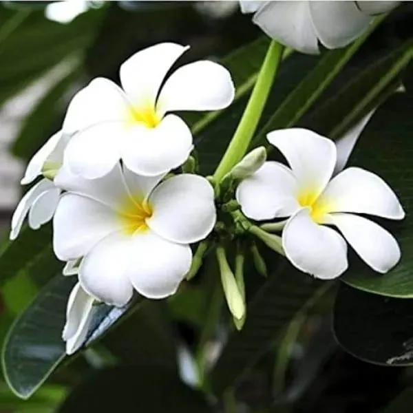 Hybrid_Plumeria_White🌷🌷🌷Plant_(Pack_Of_1)