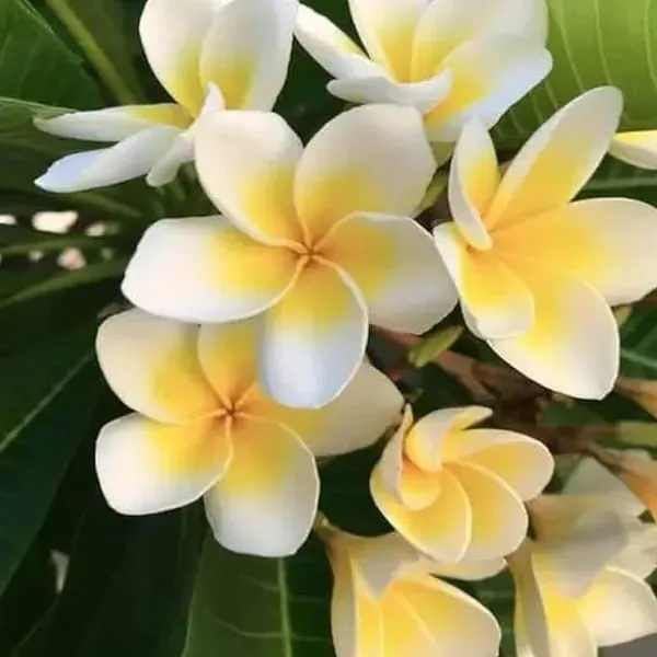 Hybrid_Plumeria_White🌷🌷🌷Plant_(Pack_Of_1)