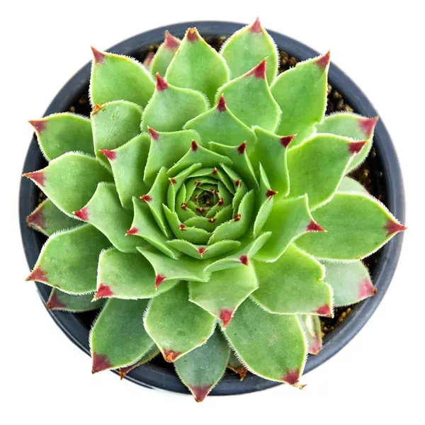 Succulent_Laxmi_Kamal_Indor_Plant_(Pack_Of-1_)