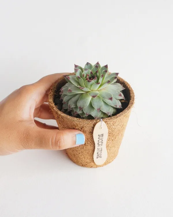 Succulent_Laxmi_Kamal_Indor_Plant_(Pack_Of-1_)