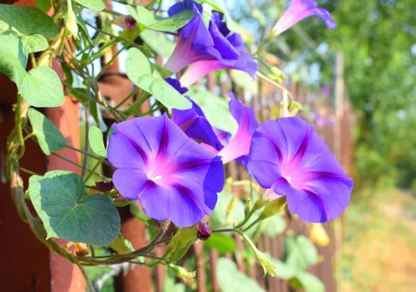 Hybrid_Morning_Glory_Flower_Plant_(Pack_Of-1_)