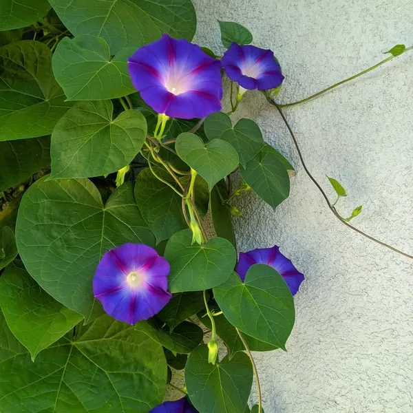 Hybrid_Morning_Glory_Flower_Plant_(Pack_Of-1_)