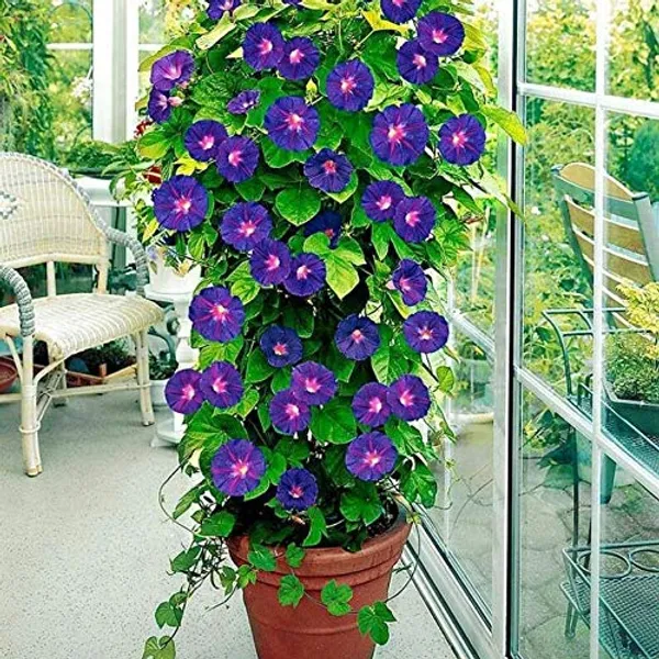 Hybrid_Morning_Glory_Flower_Plant_(Pack_Of-1_)