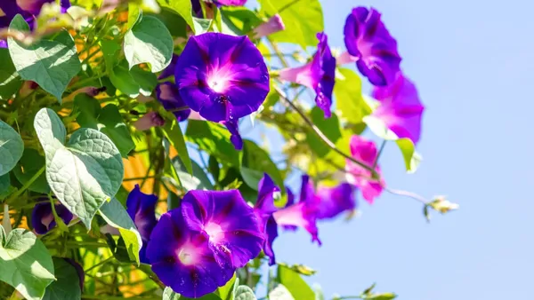 Hybrid_Morning_Glory_Flower_Plant_(Pack_Of-1_)