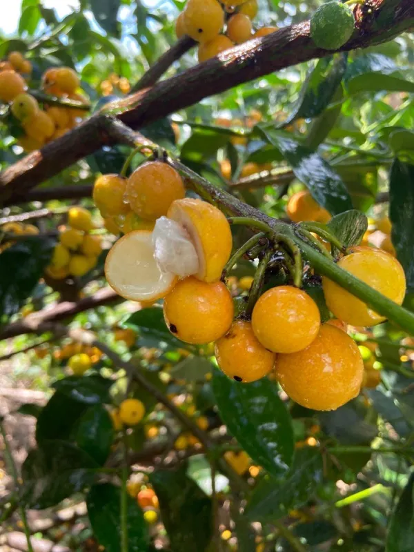 Gaint_Abiu_Fruit_Plant_(Pack_Of-1)